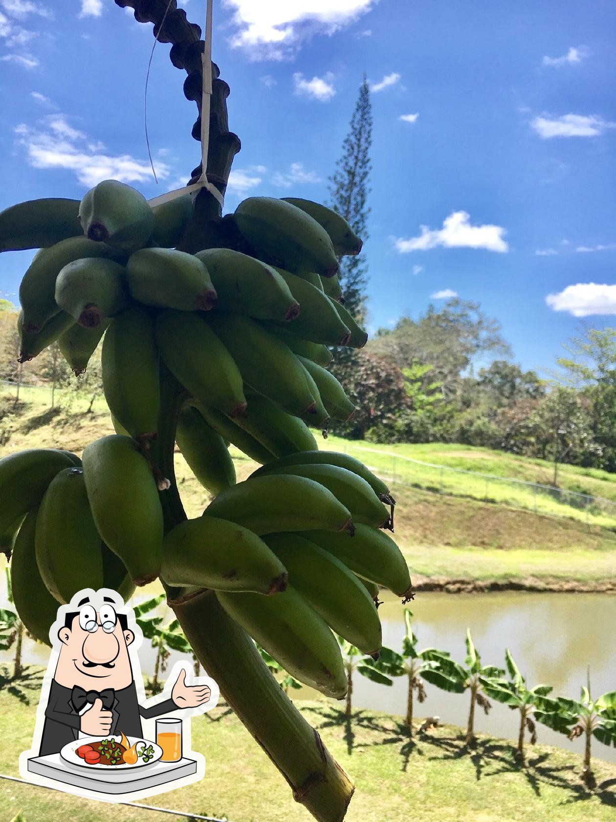 El Jibarito