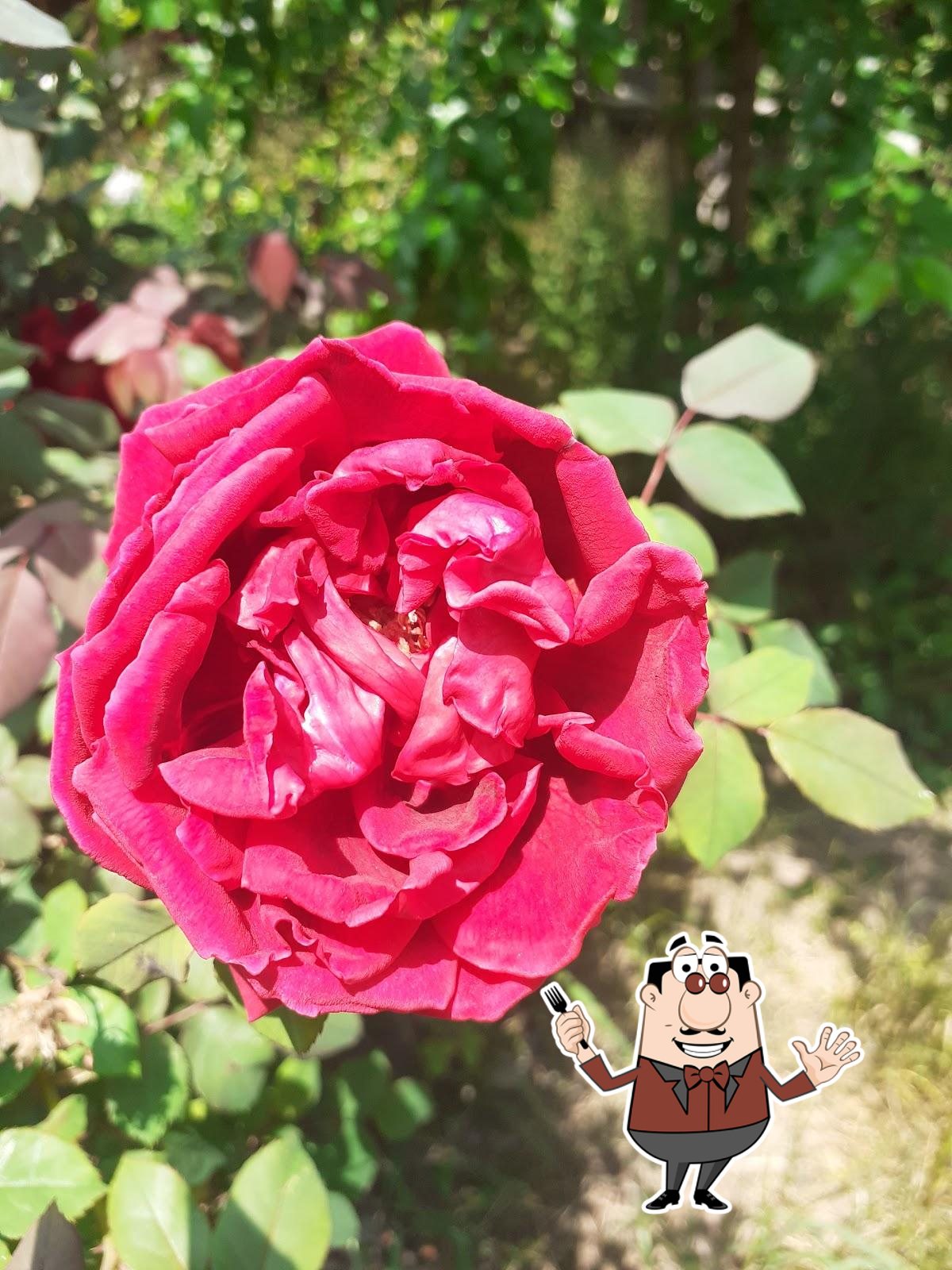 عسل فروشی صنوبر