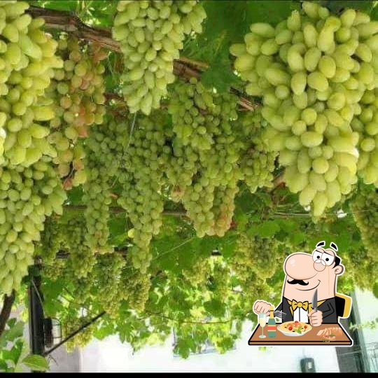 صدف