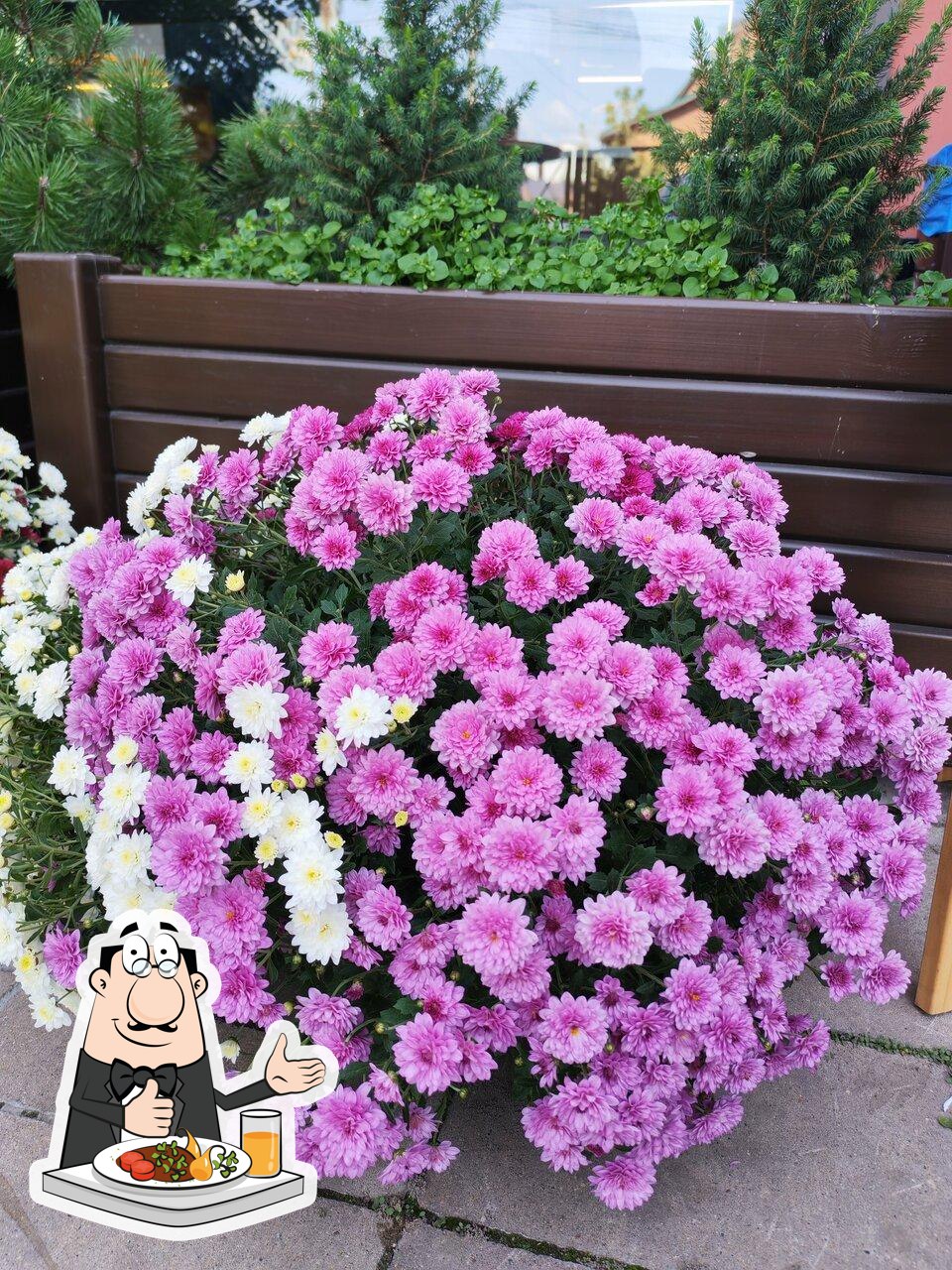 Булканетто