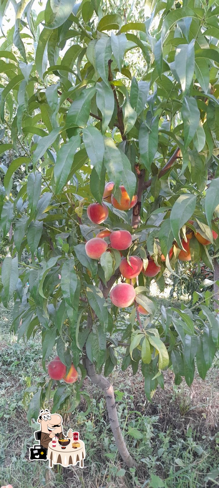 کافه سنتی مصطفی رحیمی