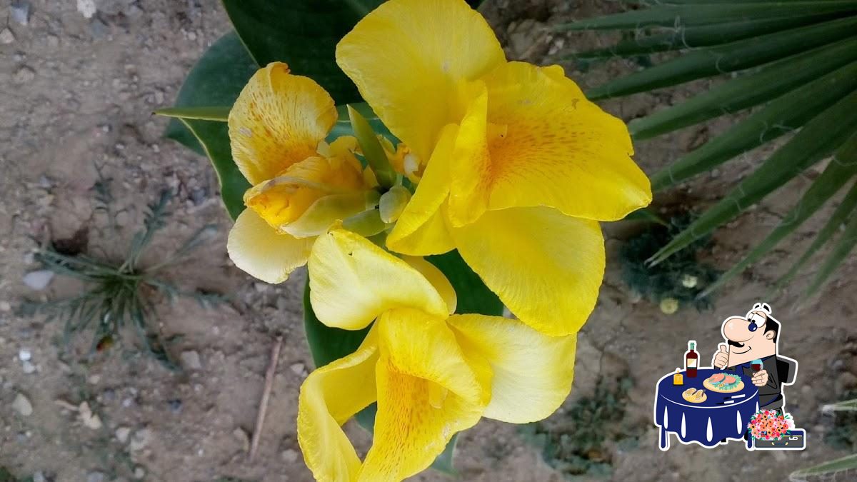 مطعم حيمر آدم