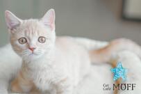 Cat Café MOFF イオンモールりんくう泉南店