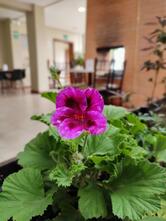 Nandala Cocina Vegetariana