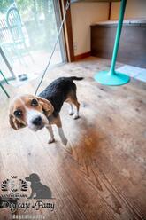 Dogcafe Patty