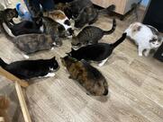Котокафе Муркино