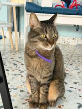 Море Котиков