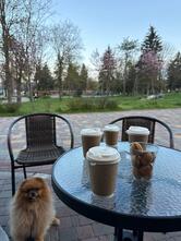 Coffee Land 26