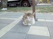 Дим кофе