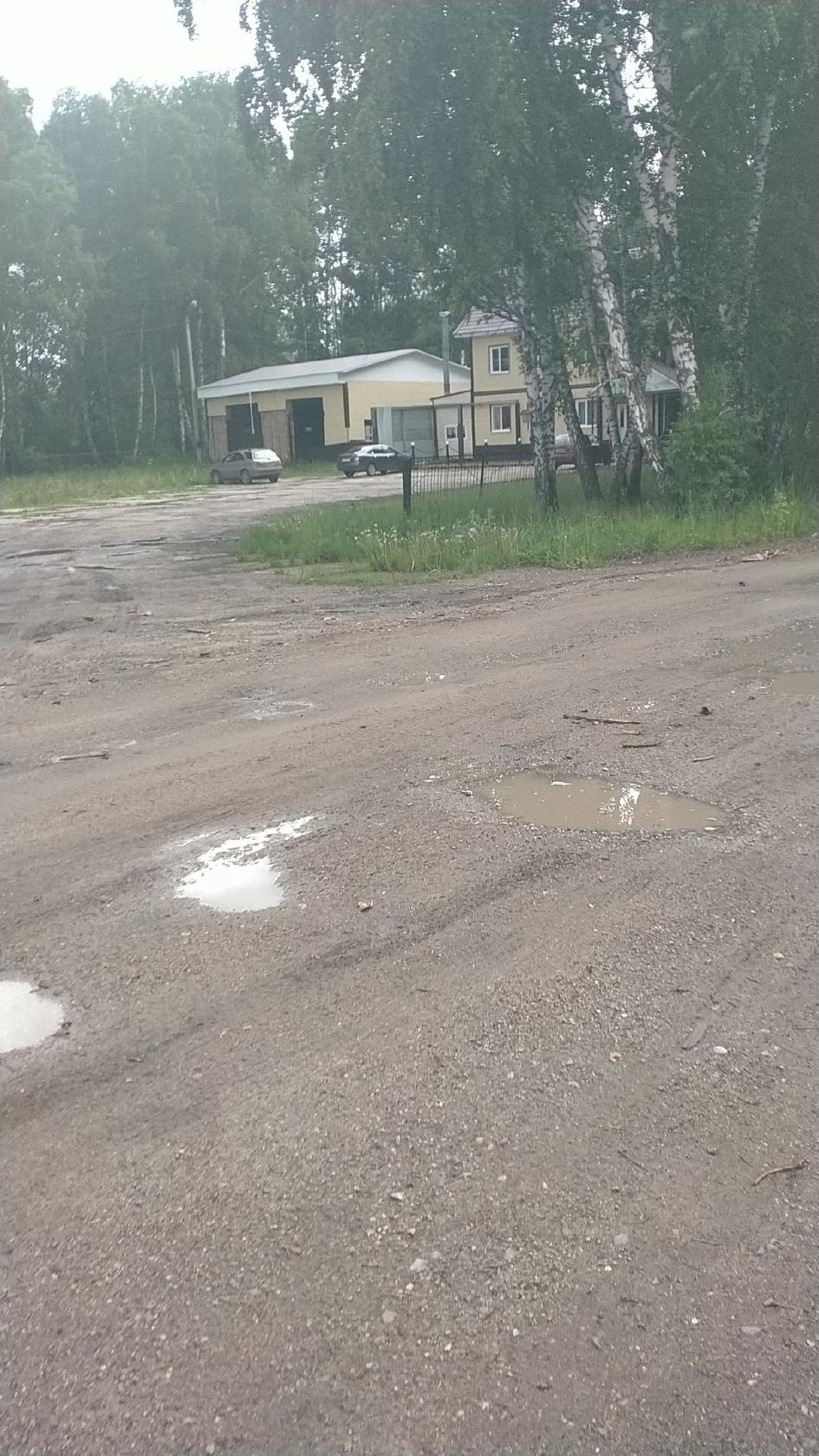 Берёзовая роща